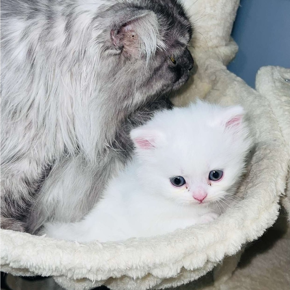 Cozy White Cat Bed - Picture 4 of 7
